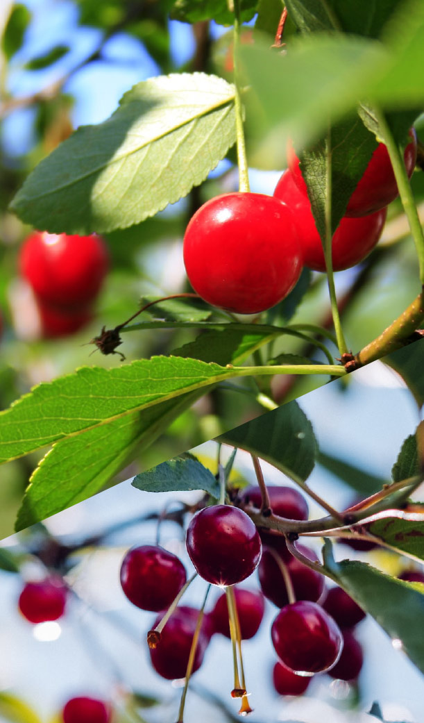 Cerezas