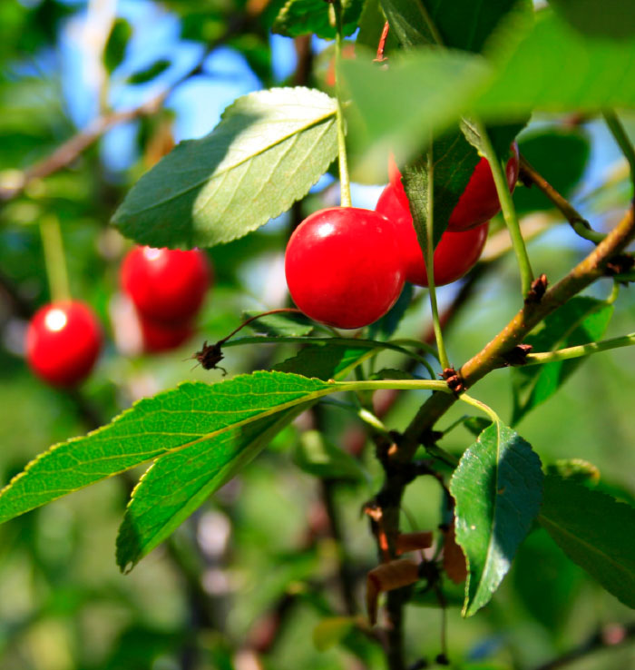 Producto Cerezas