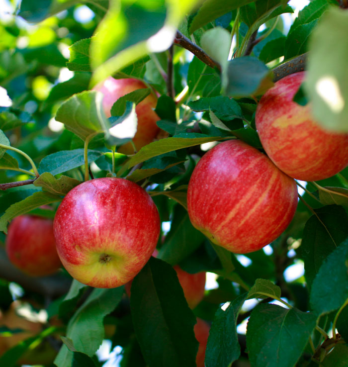 Producto Manzanas